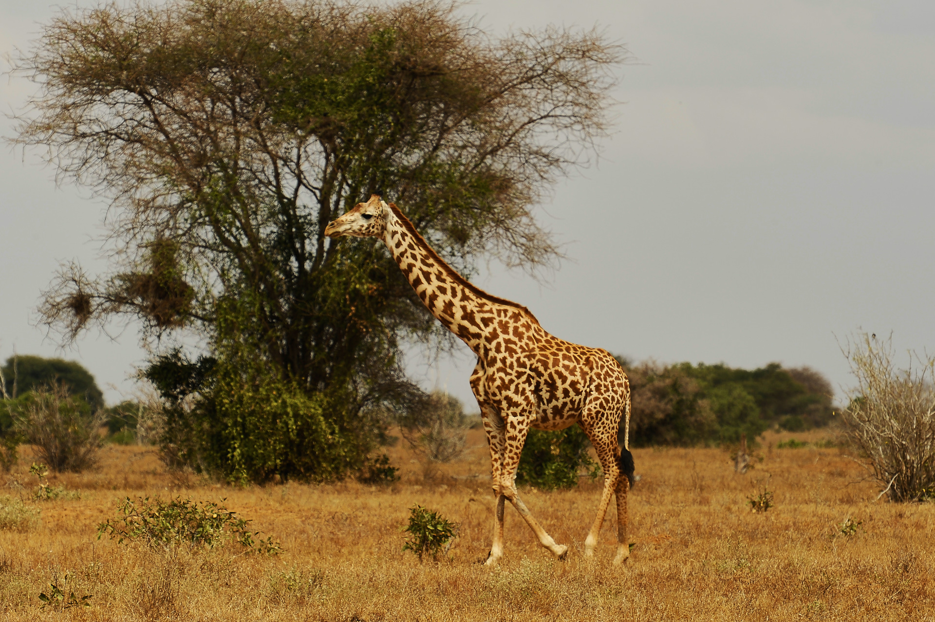 giraffa nel tsavo
