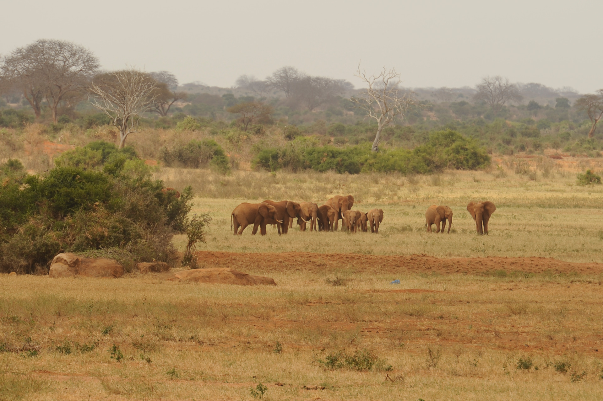 elefanti nel tsavo