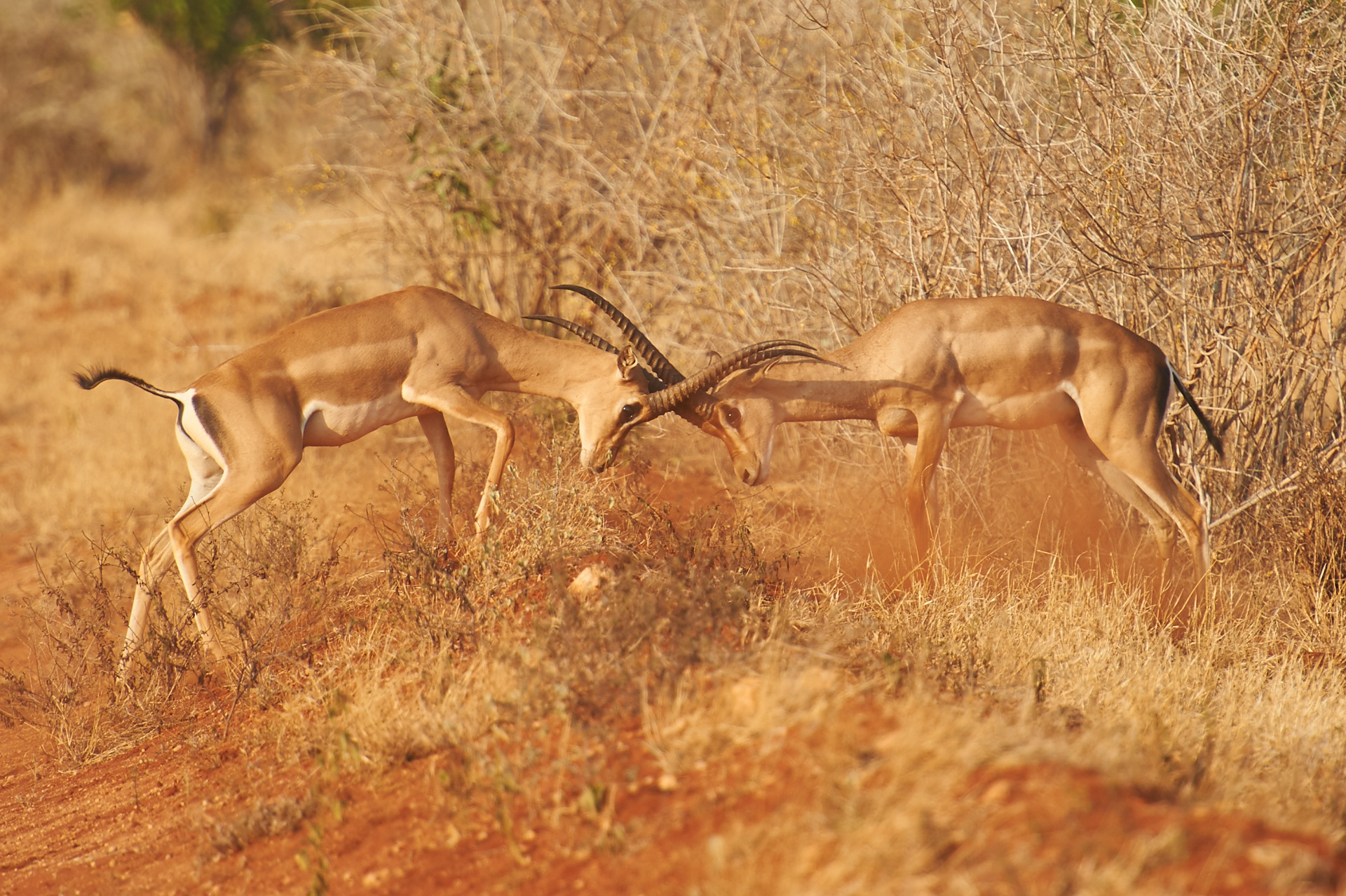 impala nel tsavo