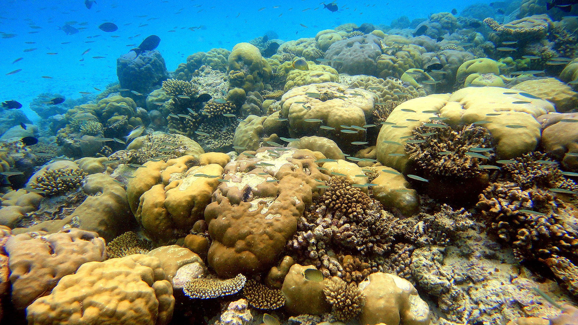 corallo maldive
