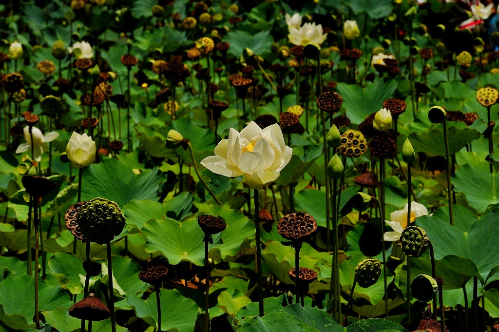 fiori di loto
