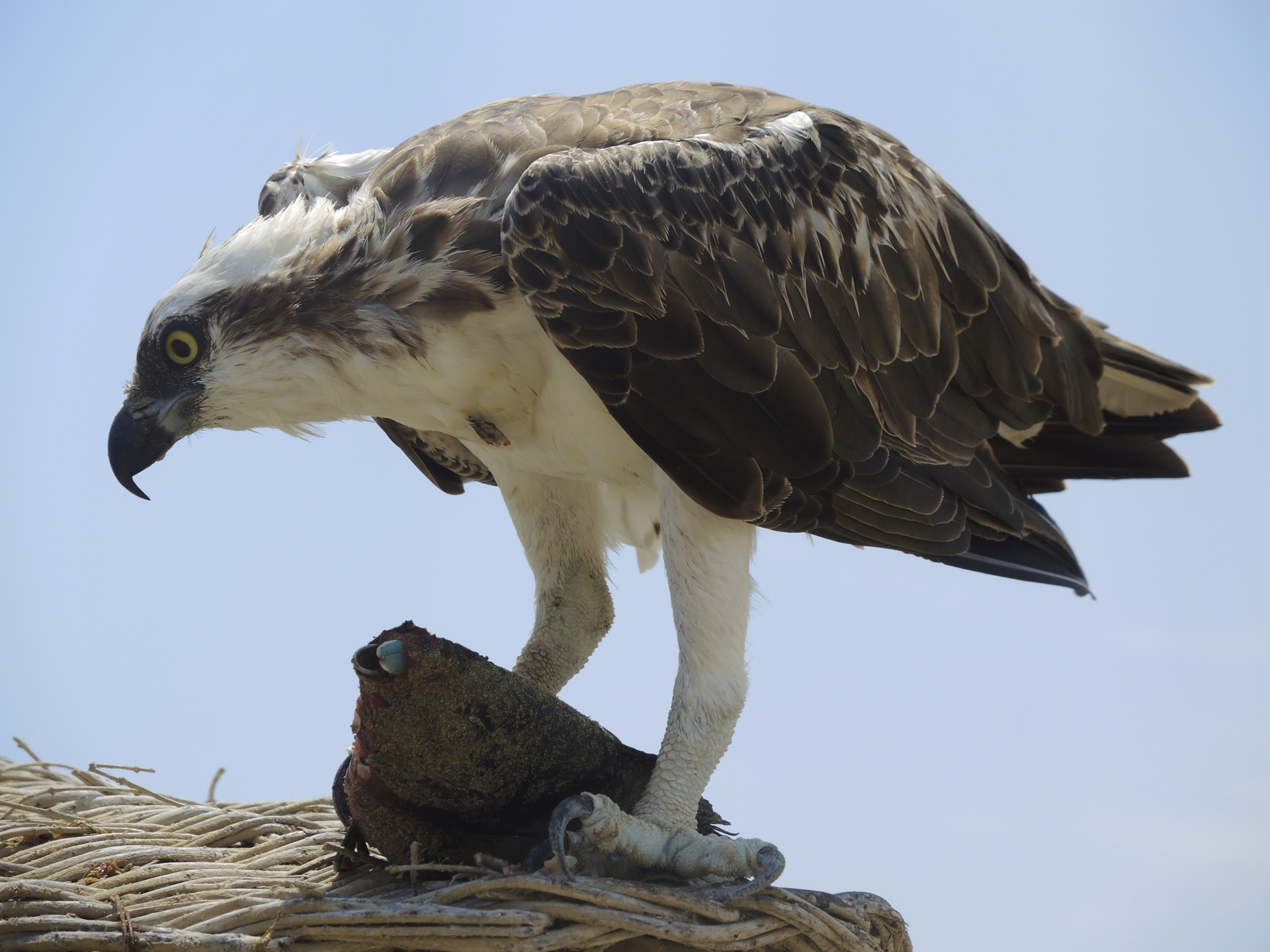 Falco Pescatore con preda